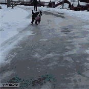 12.gif