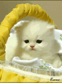 2.gif